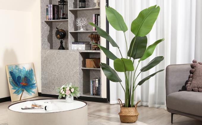 5Feet Bird of Paradise